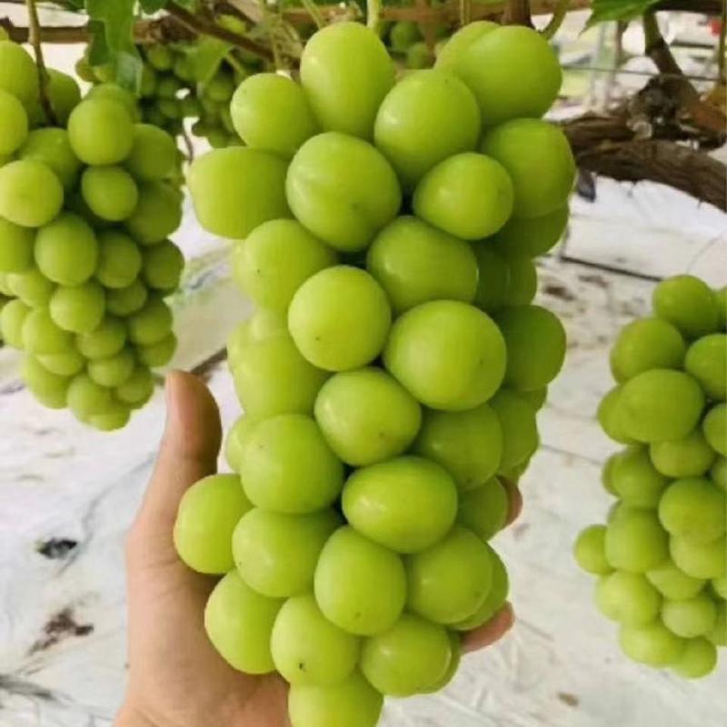 阳光玟瑰嫁接葡萄苗，直根苗，南北均可种植。