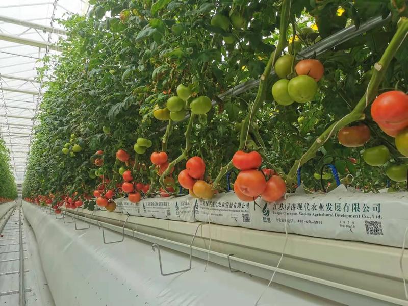 【西红柿】安徽硬粉西红柿产地直销可视频看货供应全国
