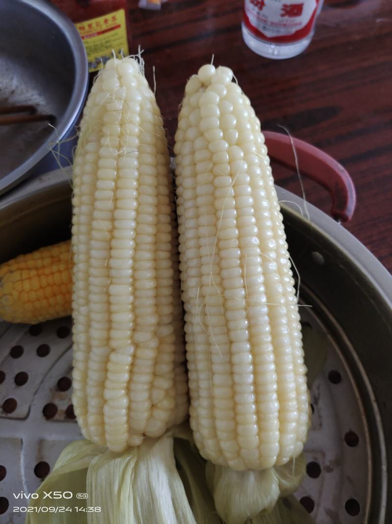 万糯玉米