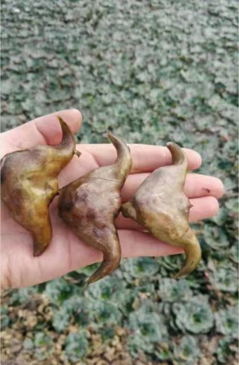 菱角