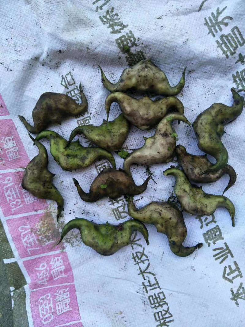 菱角