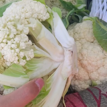 蔬菜