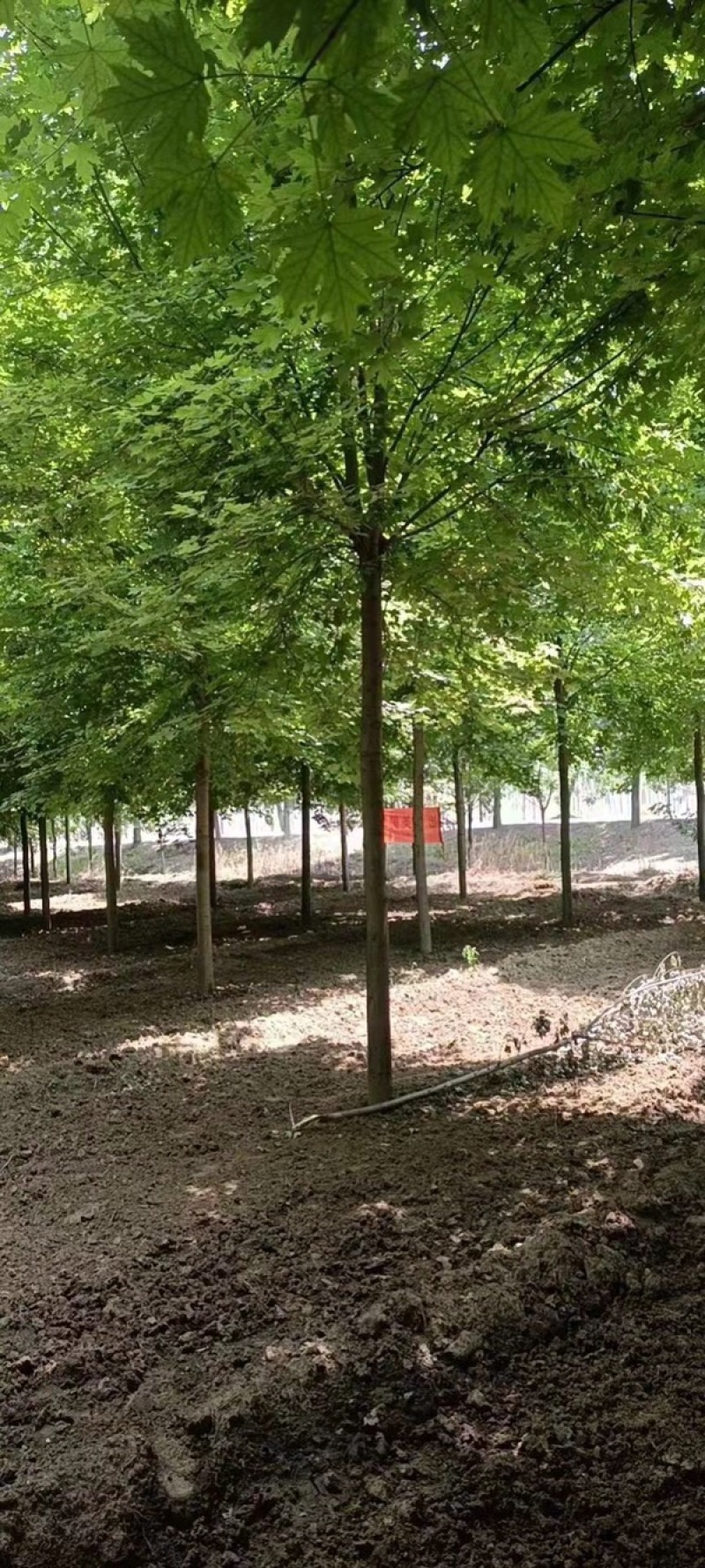 精品美国红枫10公分12公分15公分18公分发帽美国红枫