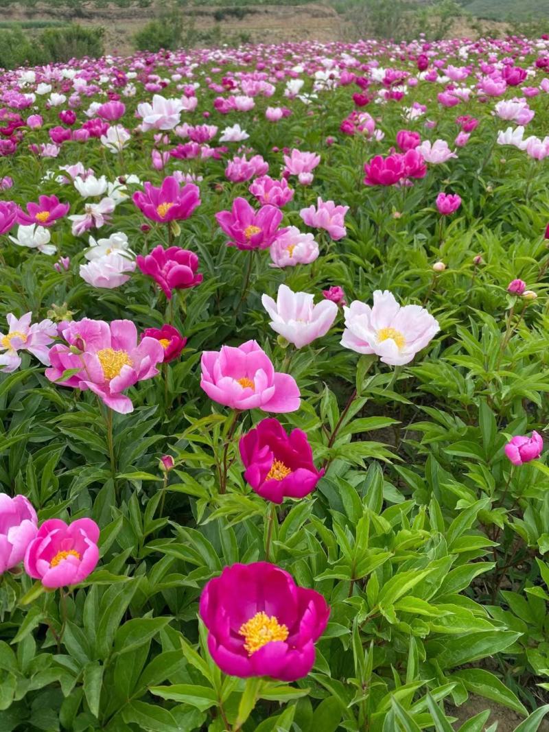 芍药苗多花芍药苗赤芍苗白芍种苗