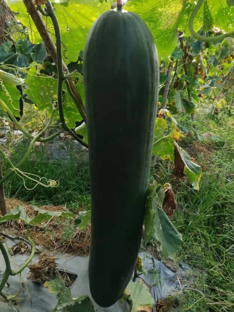 冬瓜