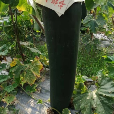冬瓜