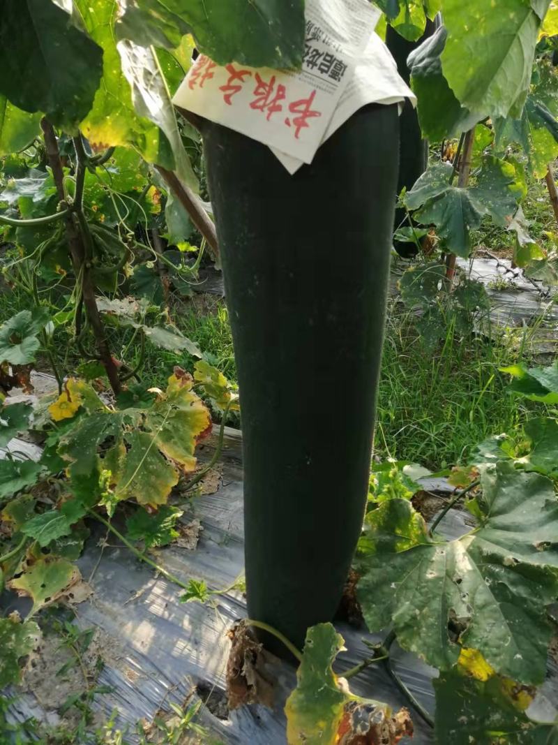 冬瓜
