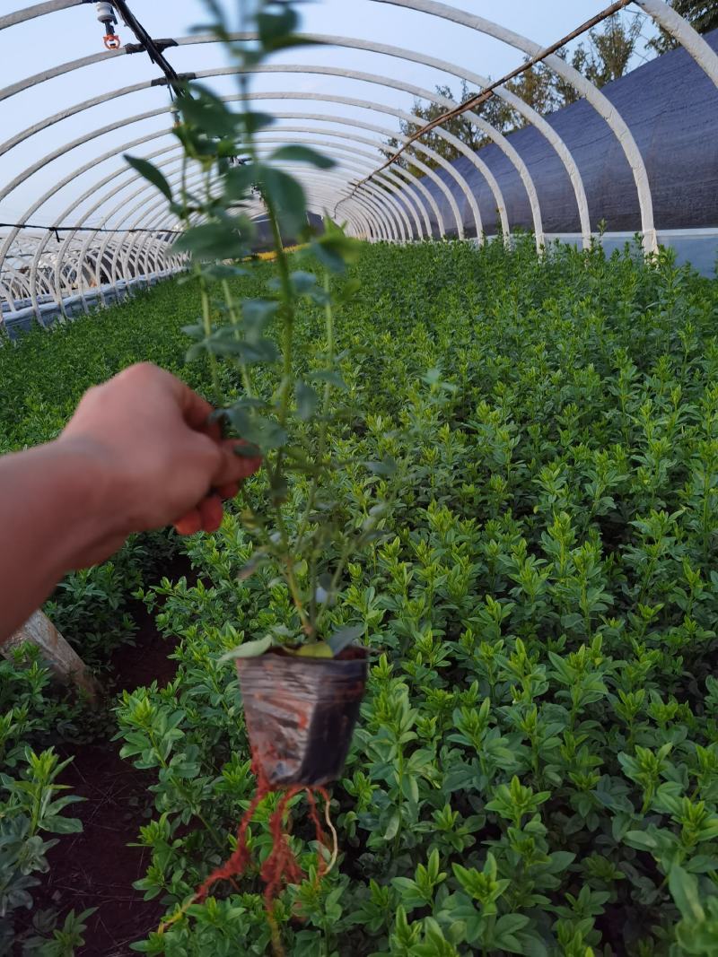迎春花，云南苗圃直销，各种绿化地被，一手货源多分叉