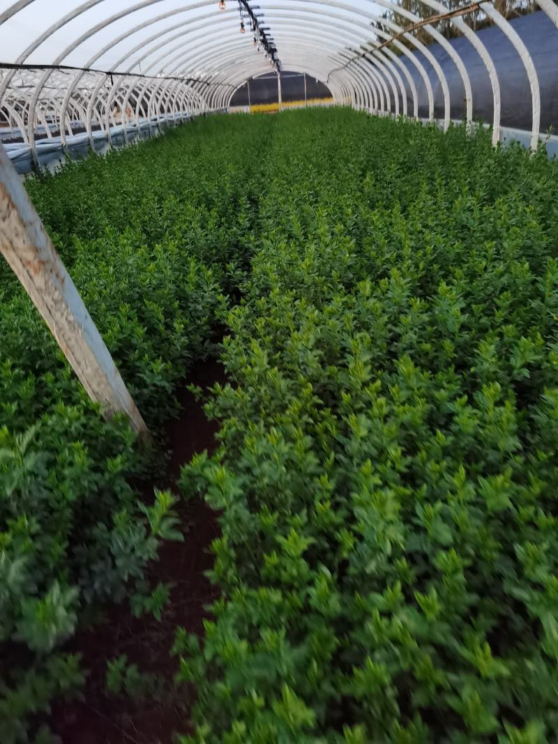 迎春花，云南苗圃直销，各种绿化地被，一手货源多分叉