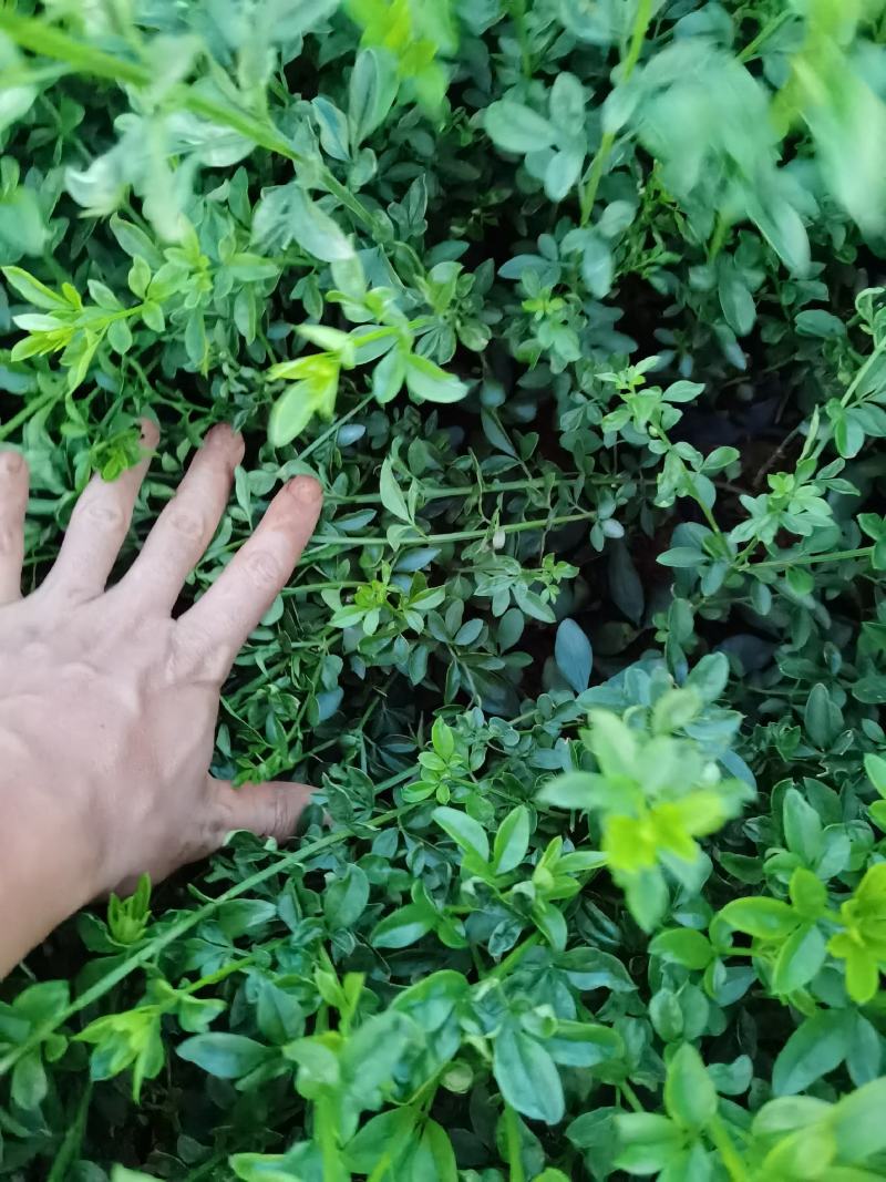 迎春花，云南苗圃直销，各种绿化地被，一手货源多分叉