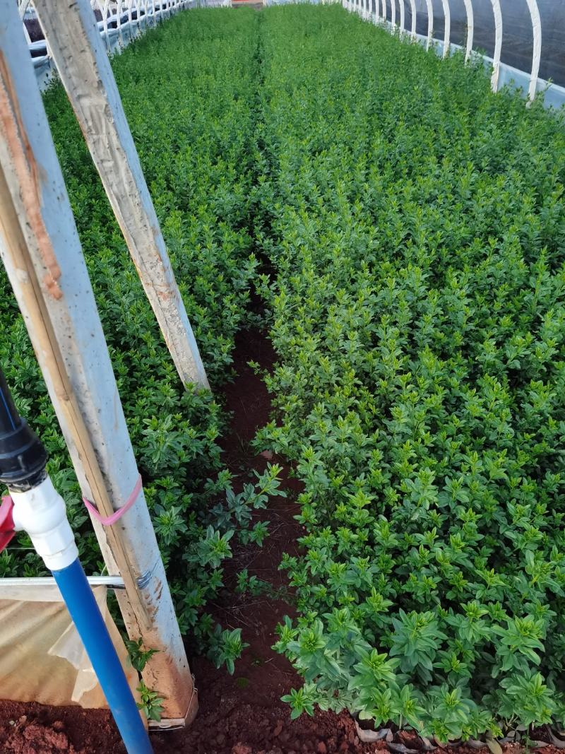 迎春花，云南苗圃直销，各种绿化地被，一手货源多分叉