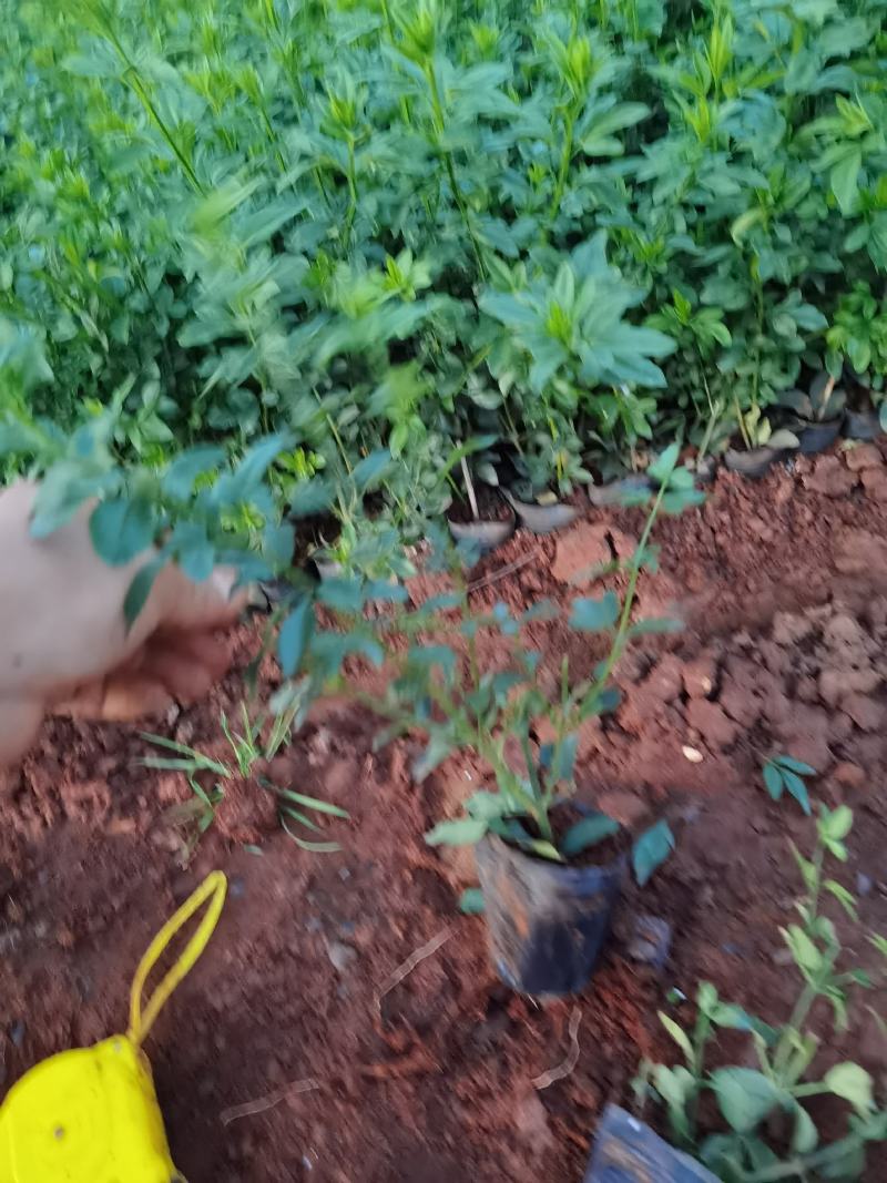 云南黄素馨，苗圃直销，迎春花，多分叉各种绿化地被