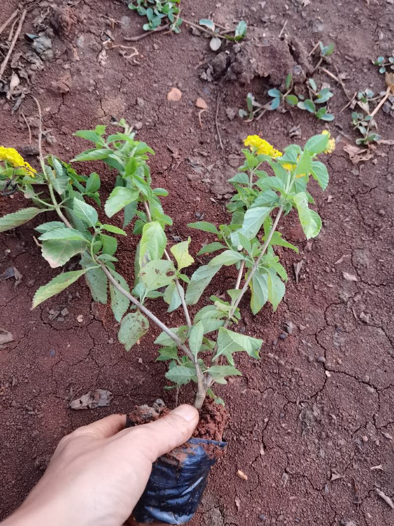 马缨丹，云南苗圃直销，五色梅马缨丹，各种绿化地被