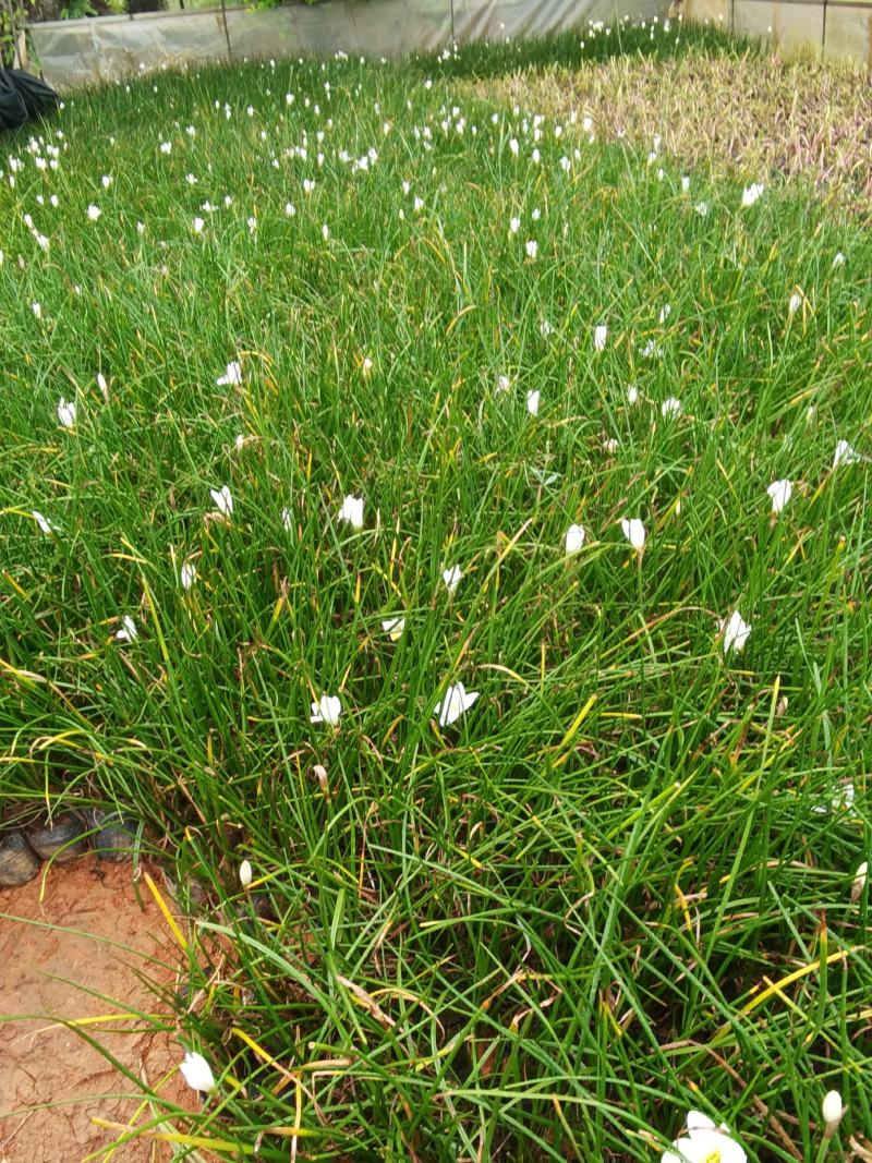 葱兰，白花葱兰，云南苗圃直销，多芽一手货源