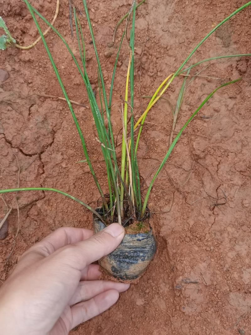 葱兰，白花葱兰，云南苗圃直销，多芽一手货源