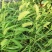 狗尾草种子旱地常见芮草沙漠牧草杂草观赏型护坡狗尾巴草种子