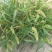 狗尾草种子旱地常见芮草沙漠牧草杂草观赏型护坡狗尾巴草种子