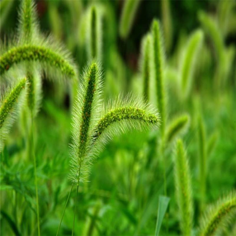 狗尾草种子旱地常见芮草沙漠牧草杂草观赏型护坡狗尾巴草种子