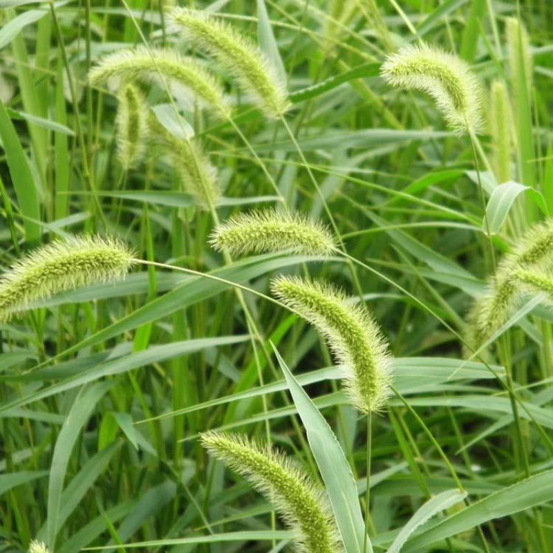 狗尾草种子旱地常见芮草沙漠牧草杂草观赏型护坡狗尾巴草种子