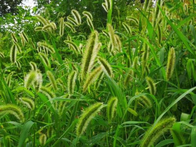 狗尾草种子旱地常见芮草沙漠牧草杂草观赏型护坡狗尾巴草种子