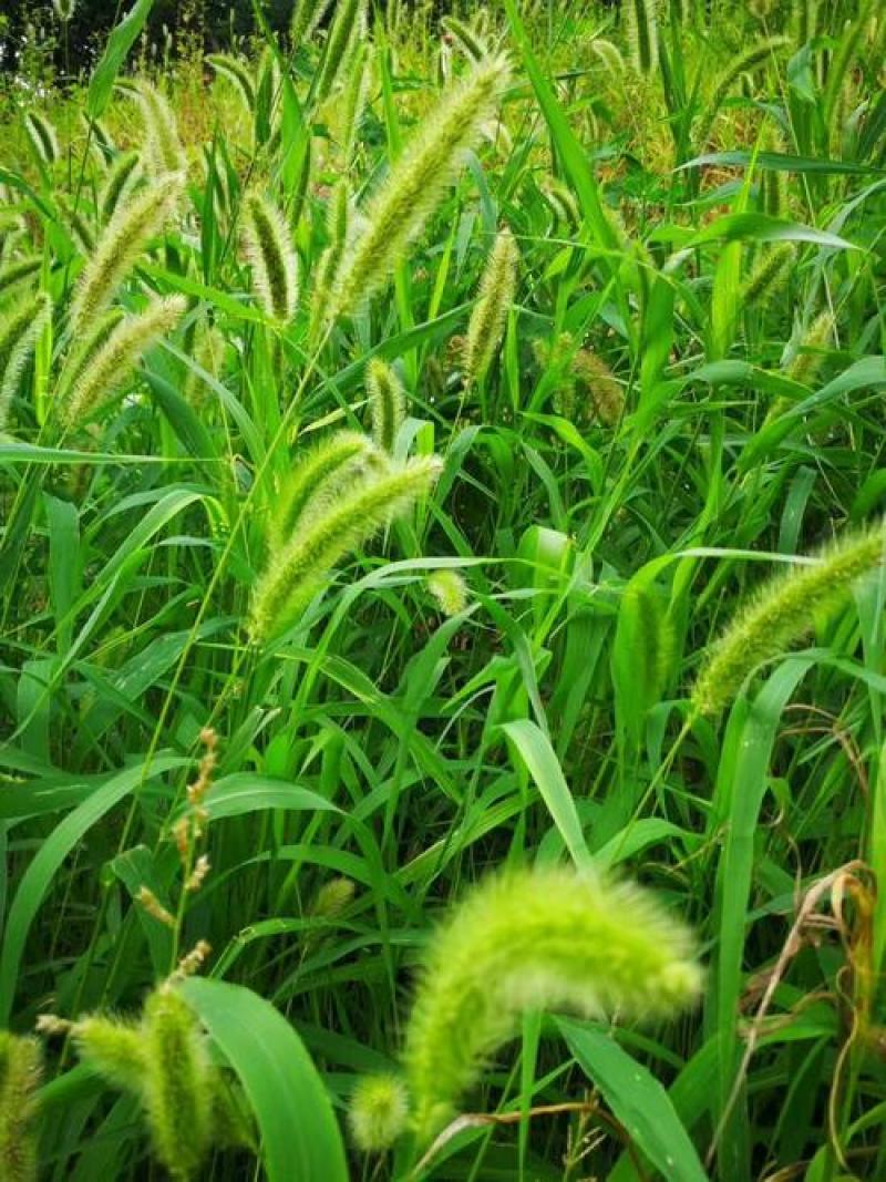 狗尾草种子旱地常见芮草沙漠牧草杂草观赏型护坡狗尾巴草种子