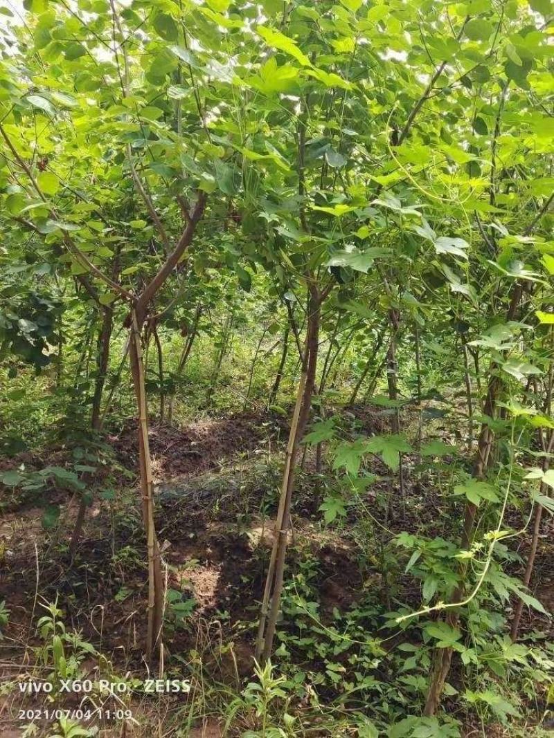 黄栌，1公分3公分黄栌5公分黄栌8公分黄栌