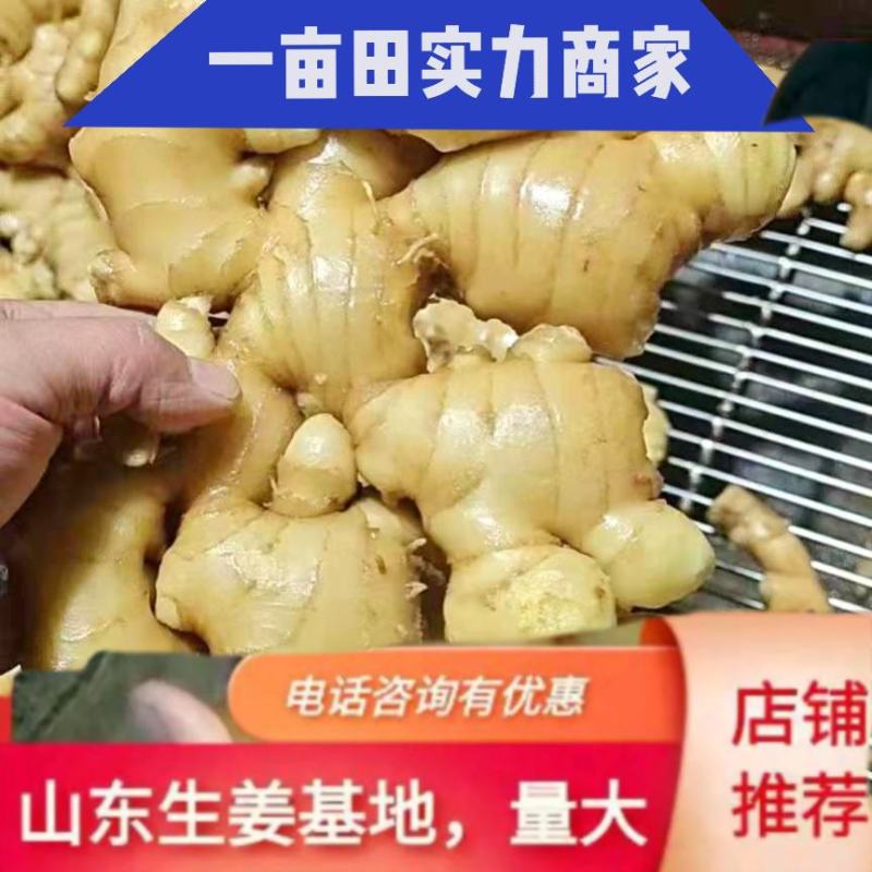 【万亩黄姜】大黄姜山东临沂基地直发保质保量协助找车电联