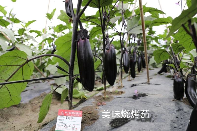美味烧烤茄种子早熟杂交新品种果实粗棒顺直卖相好茄子种子