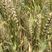 优质小麦种子高产冬小麦原种批发矮秆抗倒大穗原种