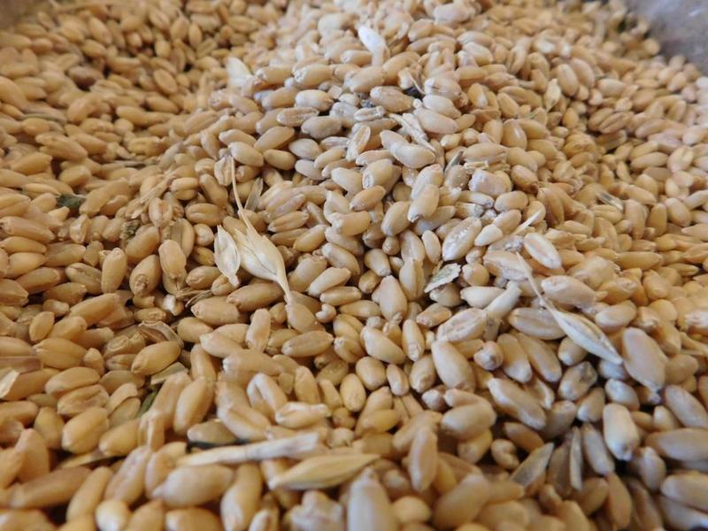 优质小麦种子高产冬小麦原种批发矮秆抗倒大穗原种