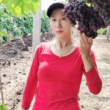 玫瑰香葡萄苗，历史优久，果实玟瑰香味，易管理，丰产。