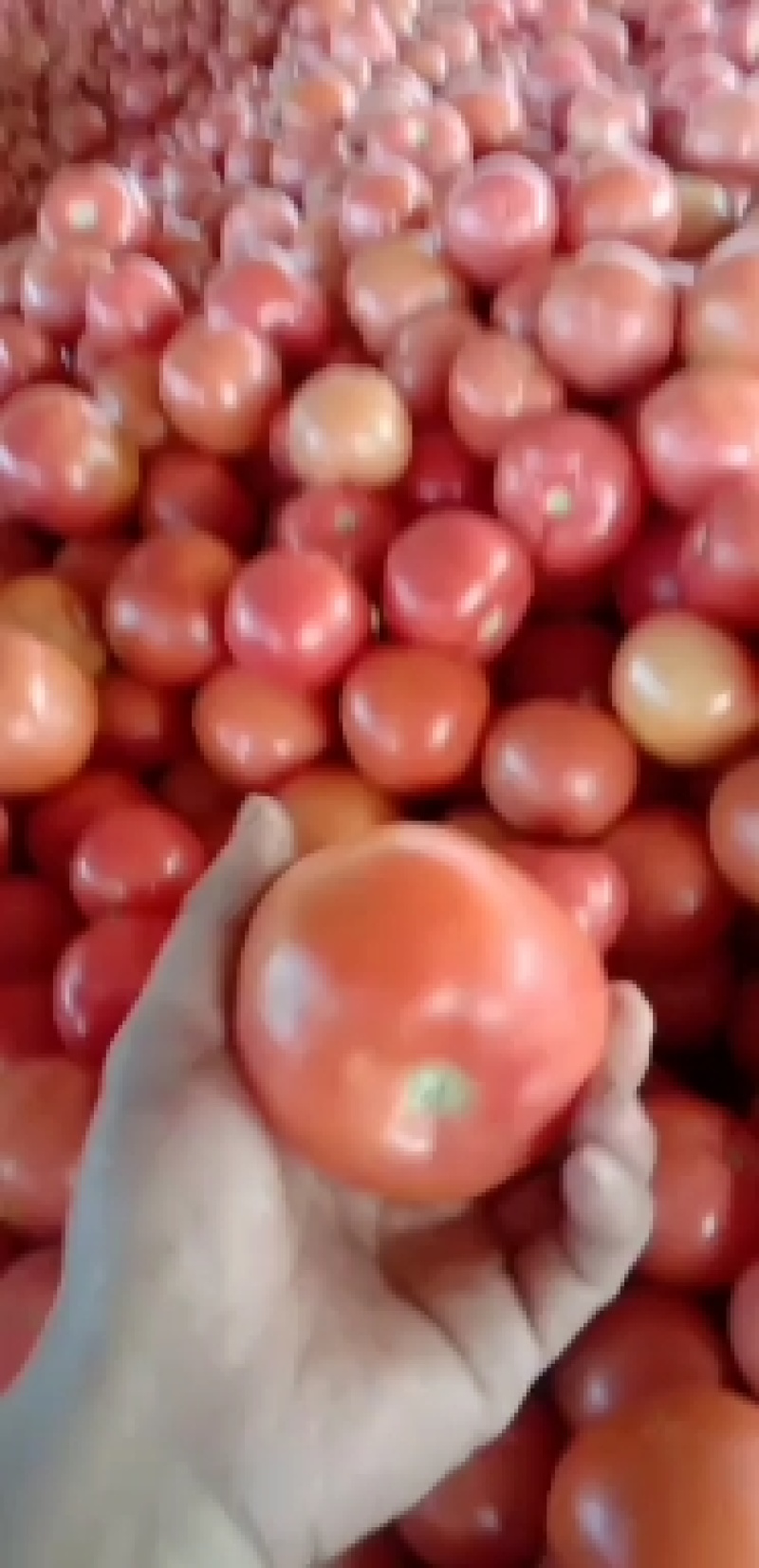 精品粉果