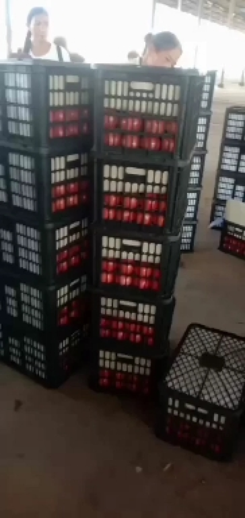 精品粉果