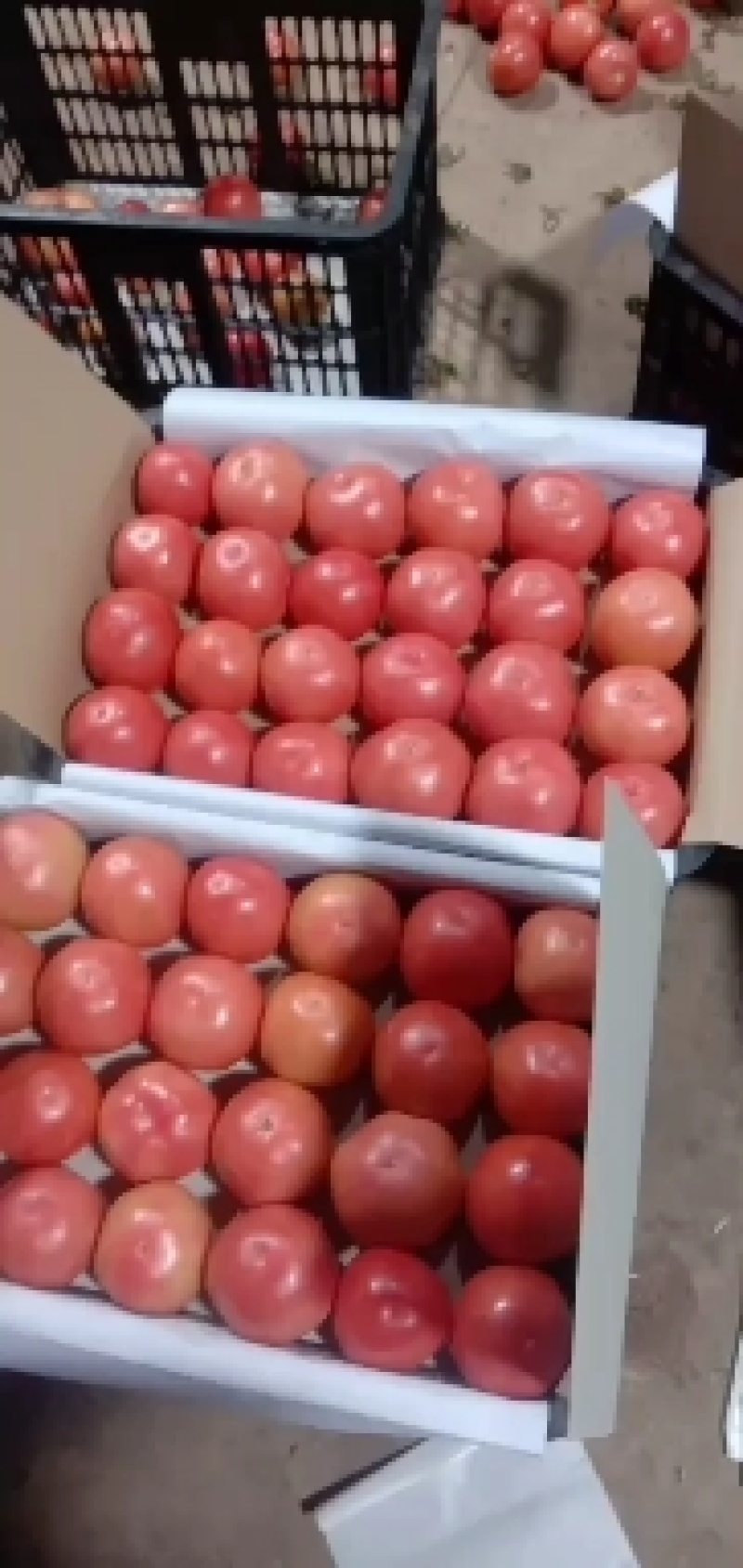 精品粉果