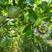 百香果种子百香果种苗西番莲种子紫果鸡蛋果种子种苗爬藤水果