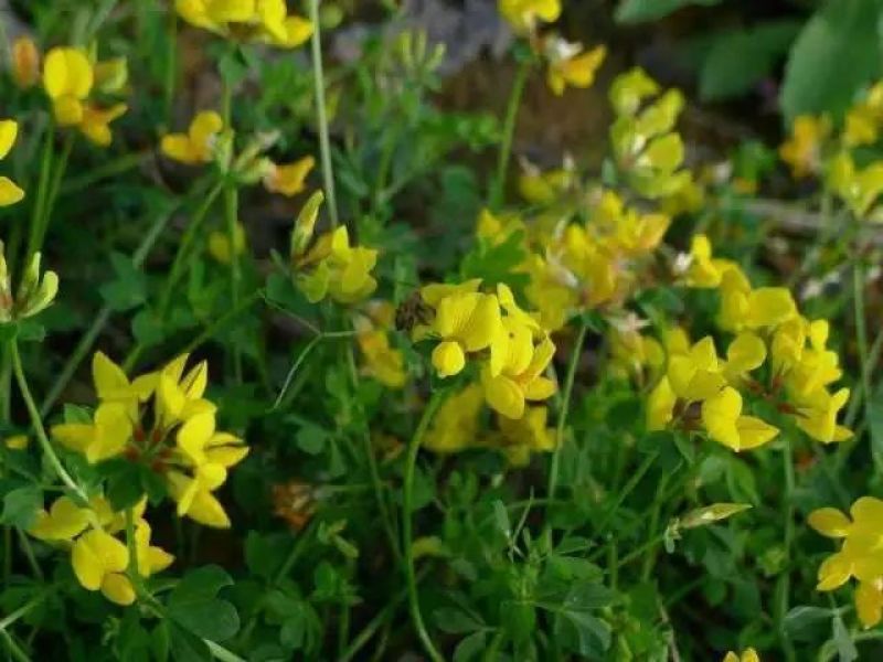 百脉根种子饲用牧草果园绿肥蜜源花卉观赏绿化固土护坡庭院