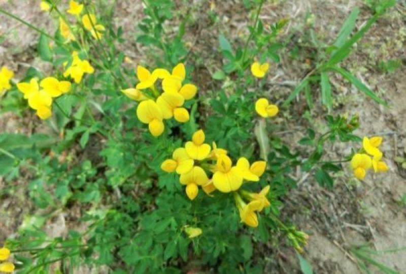 百脉根种子饲用牧草果园绿肥蜜源花卉观赏绿化固土护坡庭院