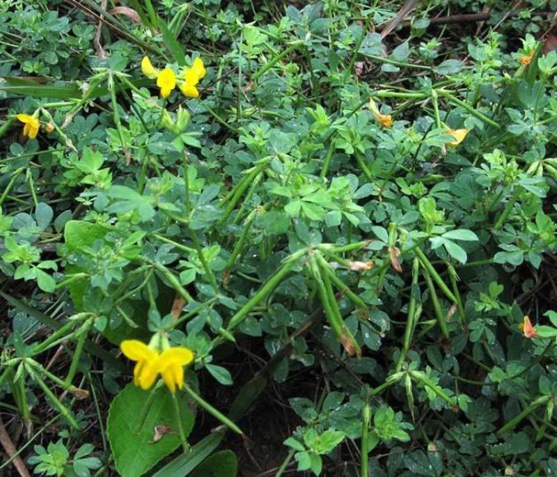 百脉根种子饲用牧草果园绿肥蜜源花卉观赏绿化固土护坡庭院