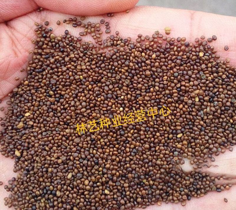 百脉根种子饲用牧草果园绿肥蜜源花卉观赏绿化固土护坡庭院