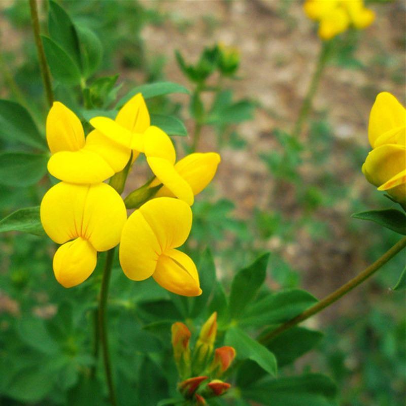 百脉根种子饲用牧草果园绿肥蜜源花卉观赏绿化固土护坡庭院