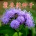 藿香种子药材种子新产藿香种籽可食用解暑霍香正气香草种子