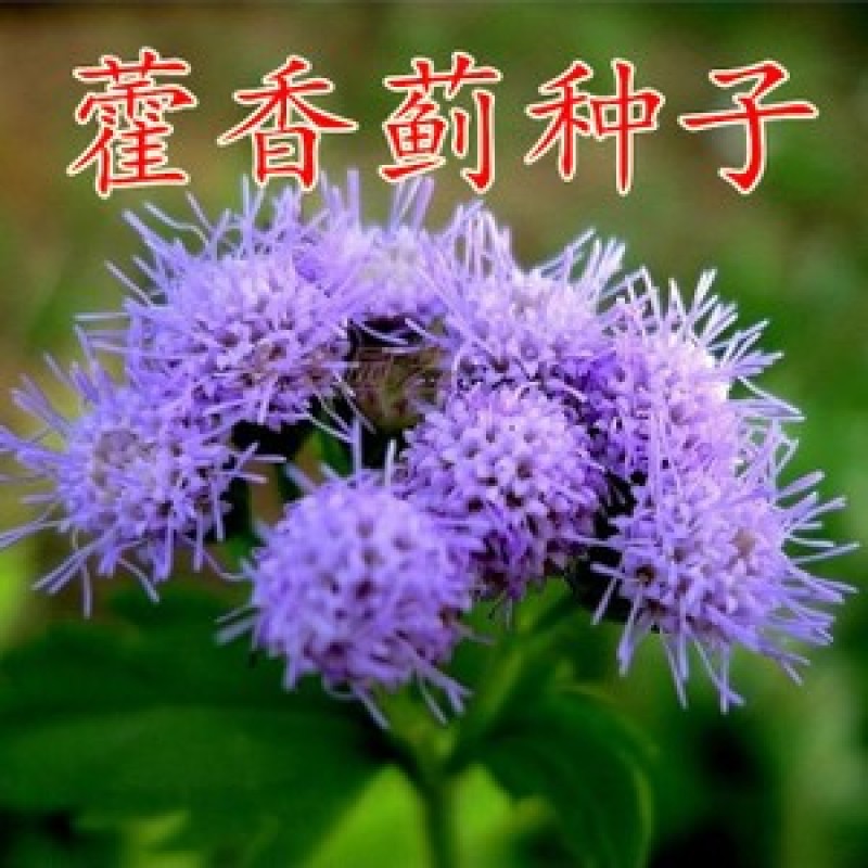 藿香种子药材种子新产藿香种籽可食用解暑霍香正气香草种子
