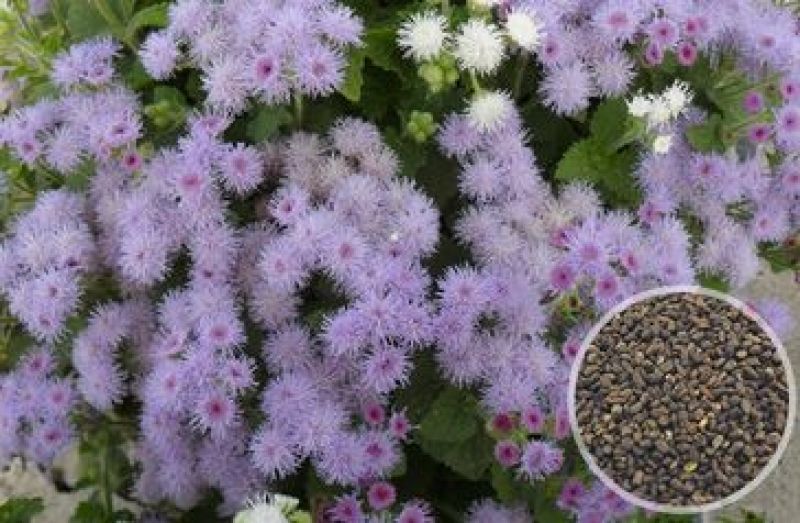 藿香种子药材种子新产藿香种籽可食用解暑霍香正气香草种子