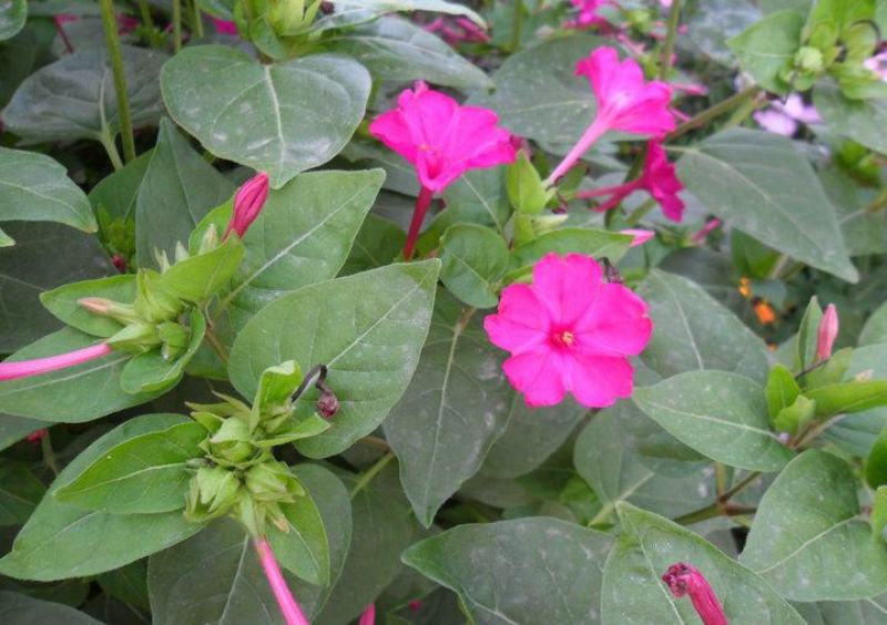 紫茉莉花种子胭脂花红黄白茉莉地雷花种家庭阳台盆栽四季播种