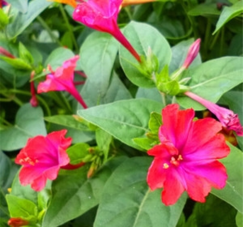 紫茉莉花种子胭脂花红黄白茉莉地雷花种家庭阳台盆栽四季播种