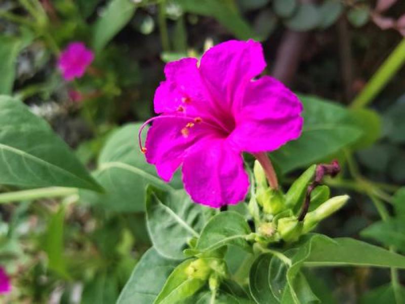 紫茉莉花种子胭脂花红黄白茉莉地雷花种家庭阳台盆栽四季播种