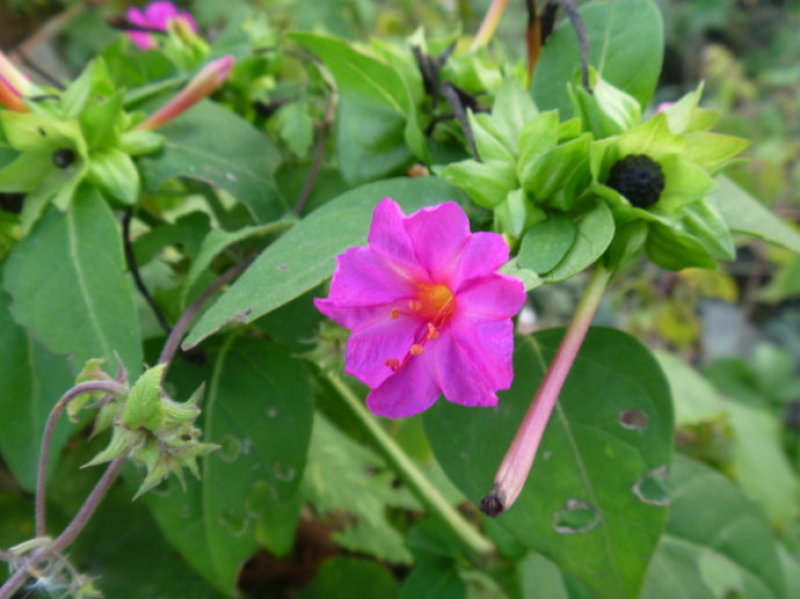 紫茉莉花种子胭脂花红黄白茉莉地雷花种家庭阳台盆栽四季播种