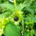 紫茉莉花种子胭脂花红黄白茉莉地雷花种家庭阳台盆栽四季播种