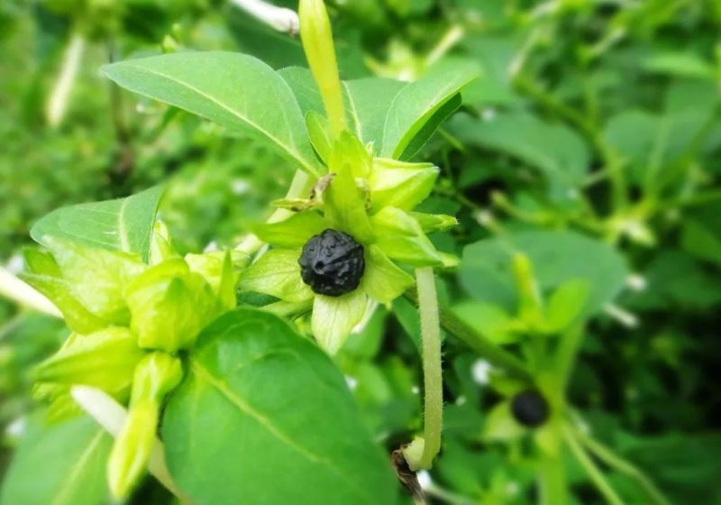 紫茉莉花种子胭脂花红黄白茉莉地雷花种家庭阳台盆栽四季播种