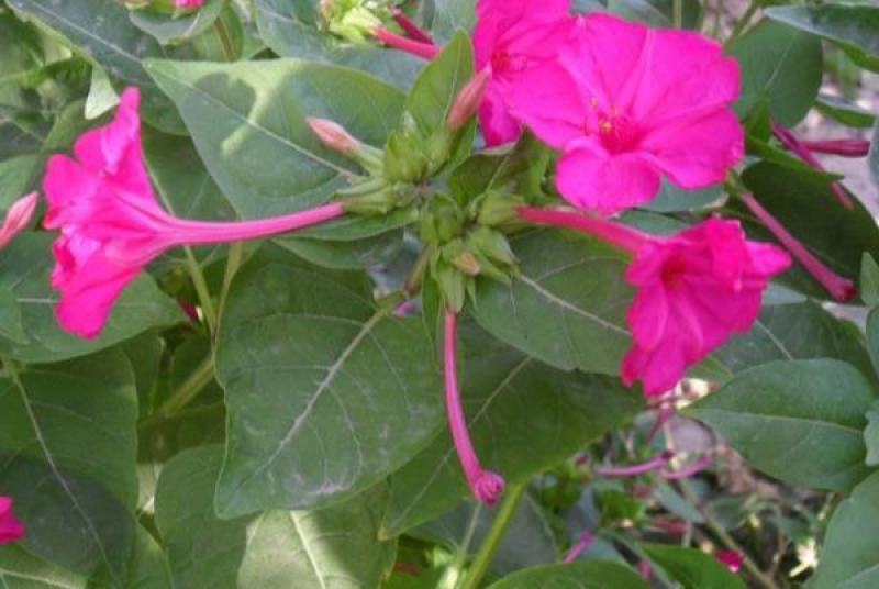 紫茉莉花种子胭脂花红黄白茉莉地雷花种家庭阳台盆栽四季播种